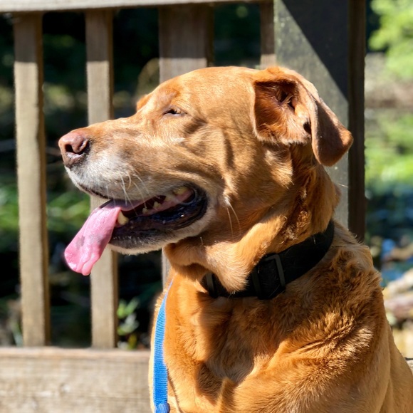 Meet your Posher, Joel - Picture 1 of 1